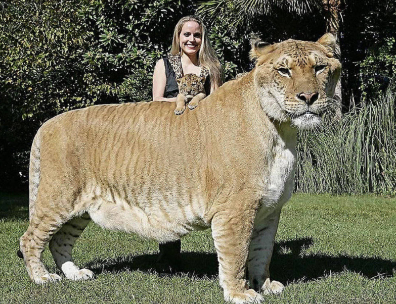 人獸真能雜交?人與動物差異有多大?雜交實驗意欲何為?