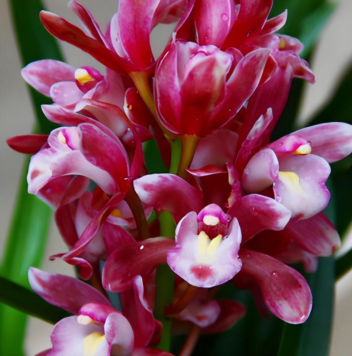 香妃兰是"香花之首",花色艳丽,香气扑鼻,养护简单,花期较长