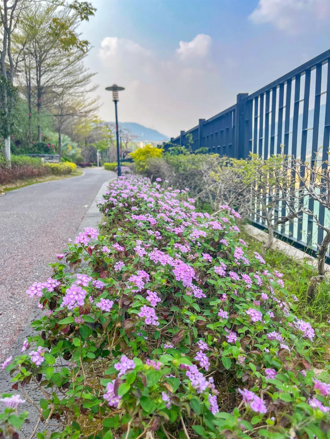 广州远洋芙蓉墅图片