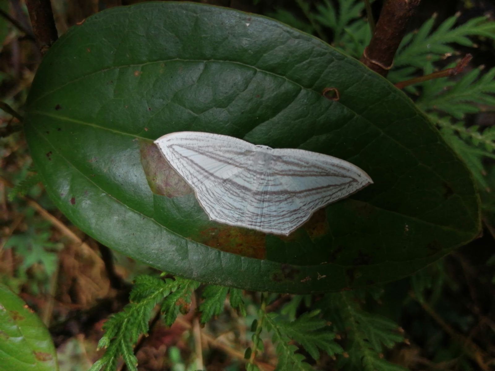 漂亮的扑棱蛾子