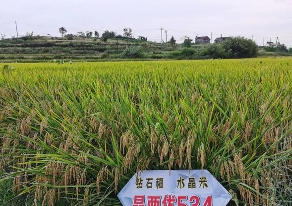 晶两优水稻品种大全图片