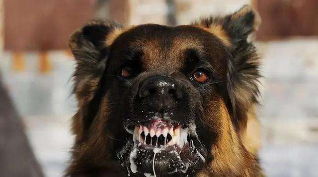 兽医提醒:狗狗这些特征,是"狂犬病"的征兆!