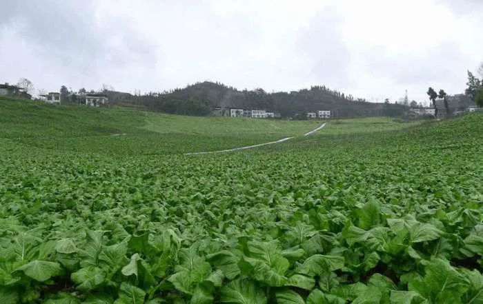 将成为涪陵榨菜四川最大的原料基地,产值将达3个亿!