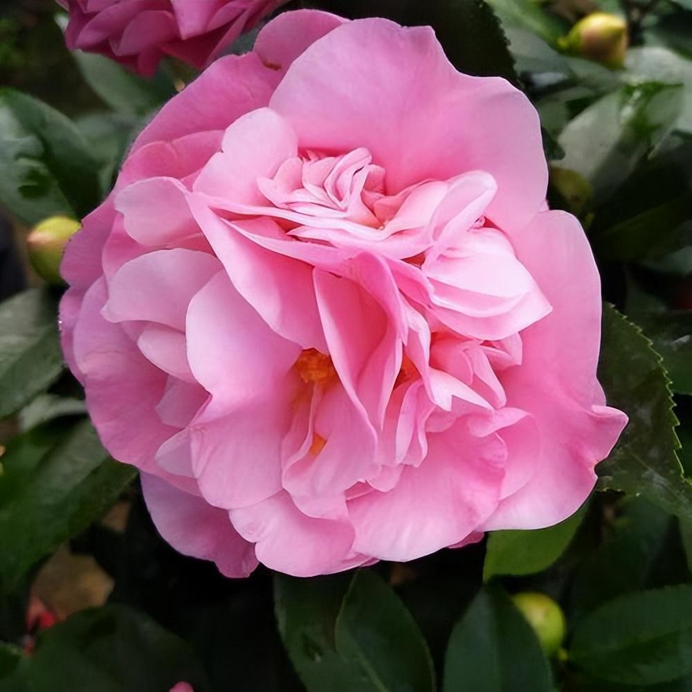 香妃茶花,端庄雅致,香味浓郁,一年开花大半年,值得养护