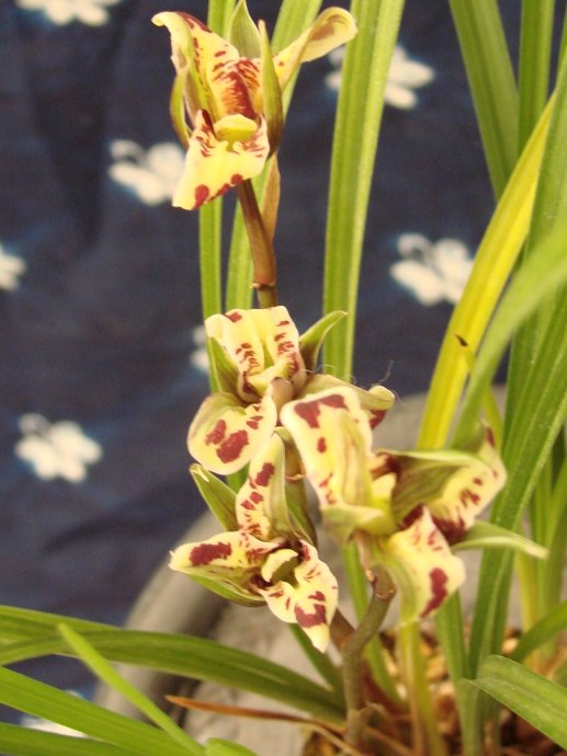 它被誉为兰花界的"千面观音"——苍山奇蝶,花姿奇特,形态多变