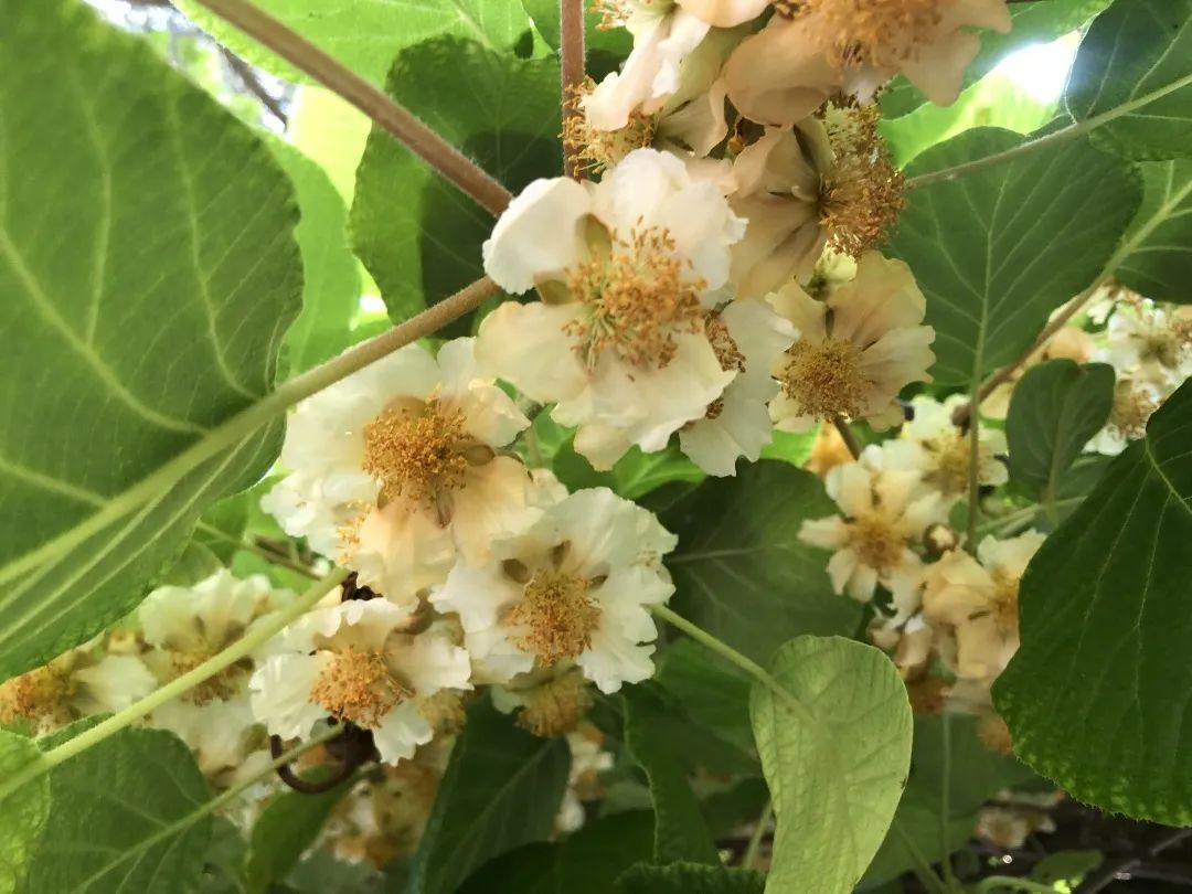 香山雲科普|香山公園裡的《詩經》植物——萇楚