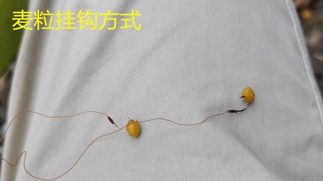 百度爱采购首页 商品专题_挂钩1,选取颗粒饱满,无破损,不干瘪的麦粒