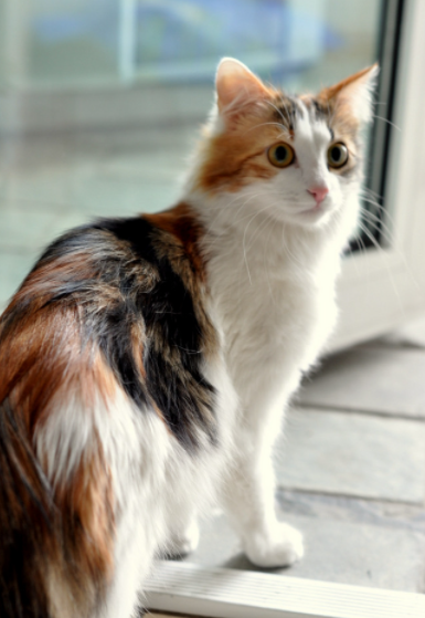 中国本土的6大猫咪,个个都是高材生,不输给外国猫