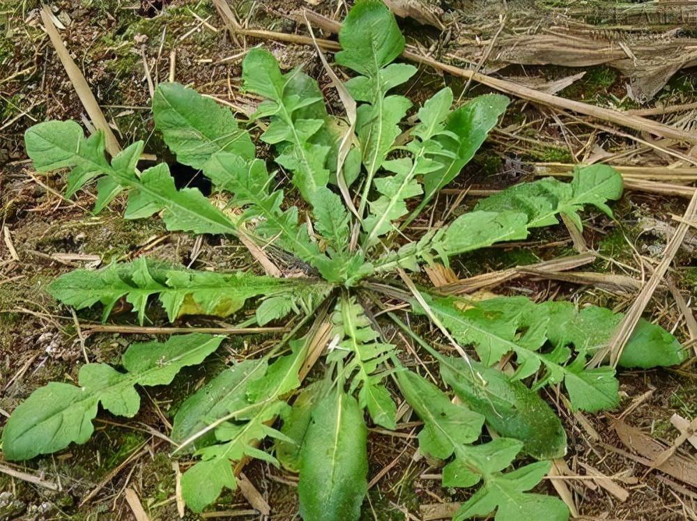 广西常见的野菜图片