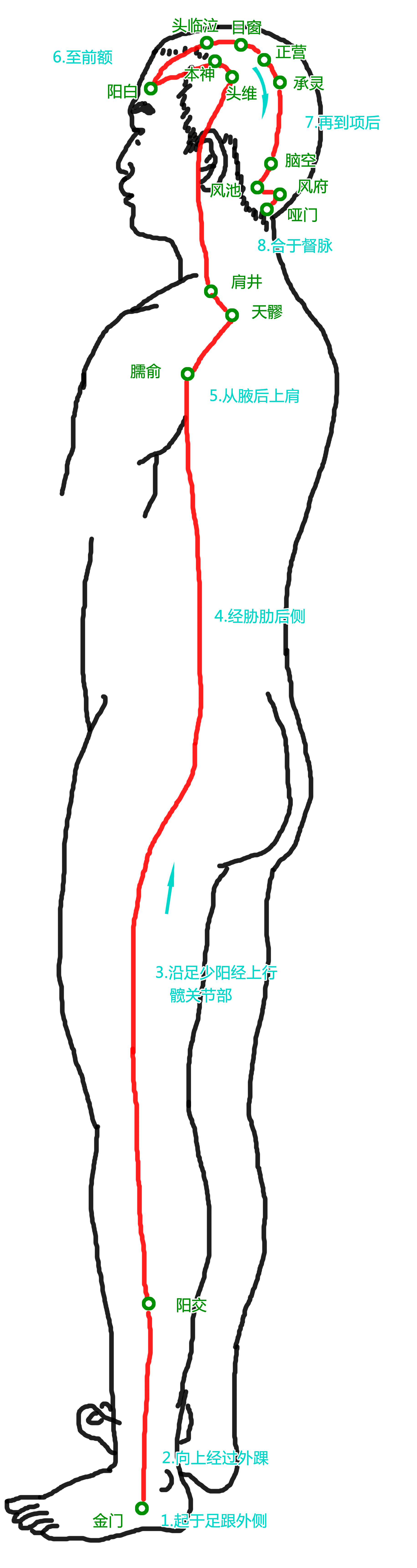 阳维脉走向图图片