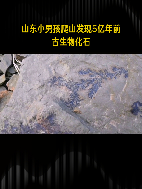 山东小男孩爬山发现5亿年前古生物化石