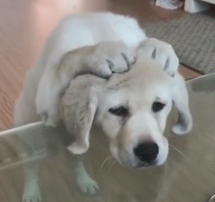 原来狗狗这5个行为,是在偷偷和主人"道歉"!