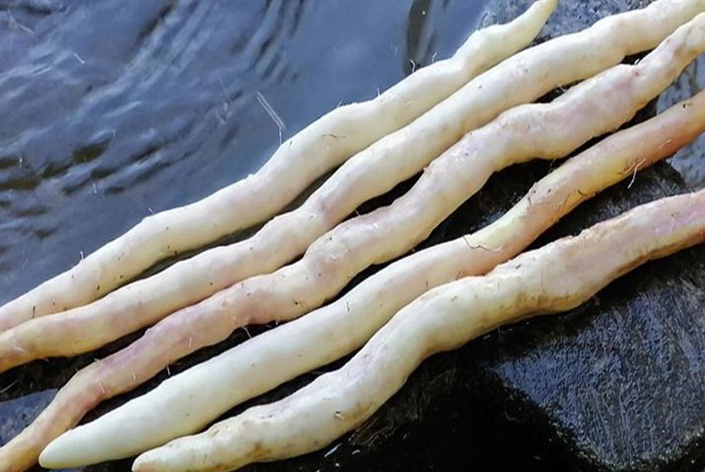 野山药,又称山常山,穿地龙,2重作用,价值极高,农民要了解!