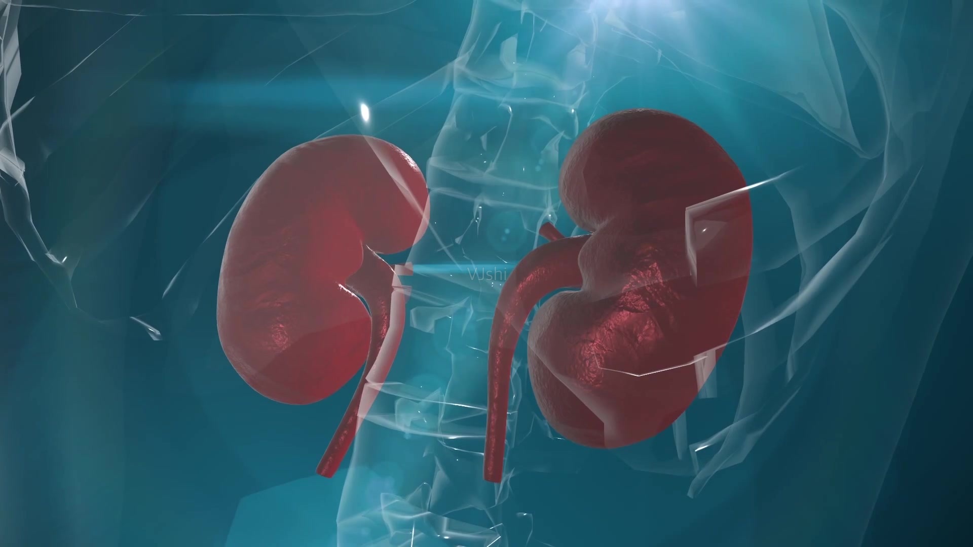 为何有些男性腿毛旺盛,有的却"光秃秃"?哪种情况更健康?