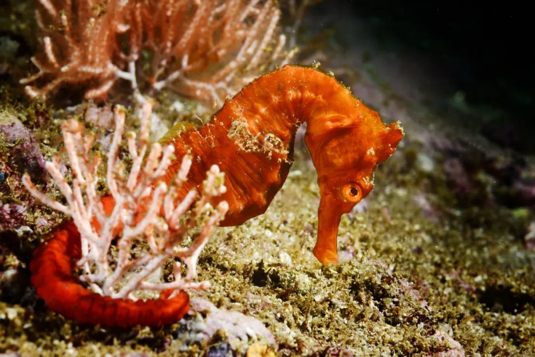 雄性海马生孩子,一次喷射近500只小海马!