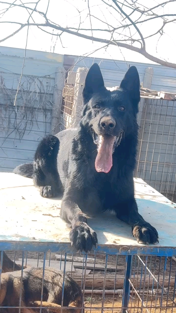 纯黑东德牧羊犬公