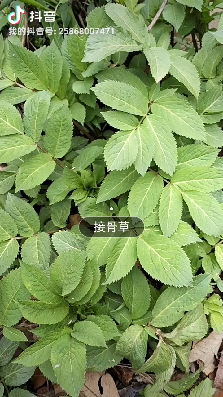 接骨草,俗称臭草,经过揉搓会有臭味,却是很好的一种中草药