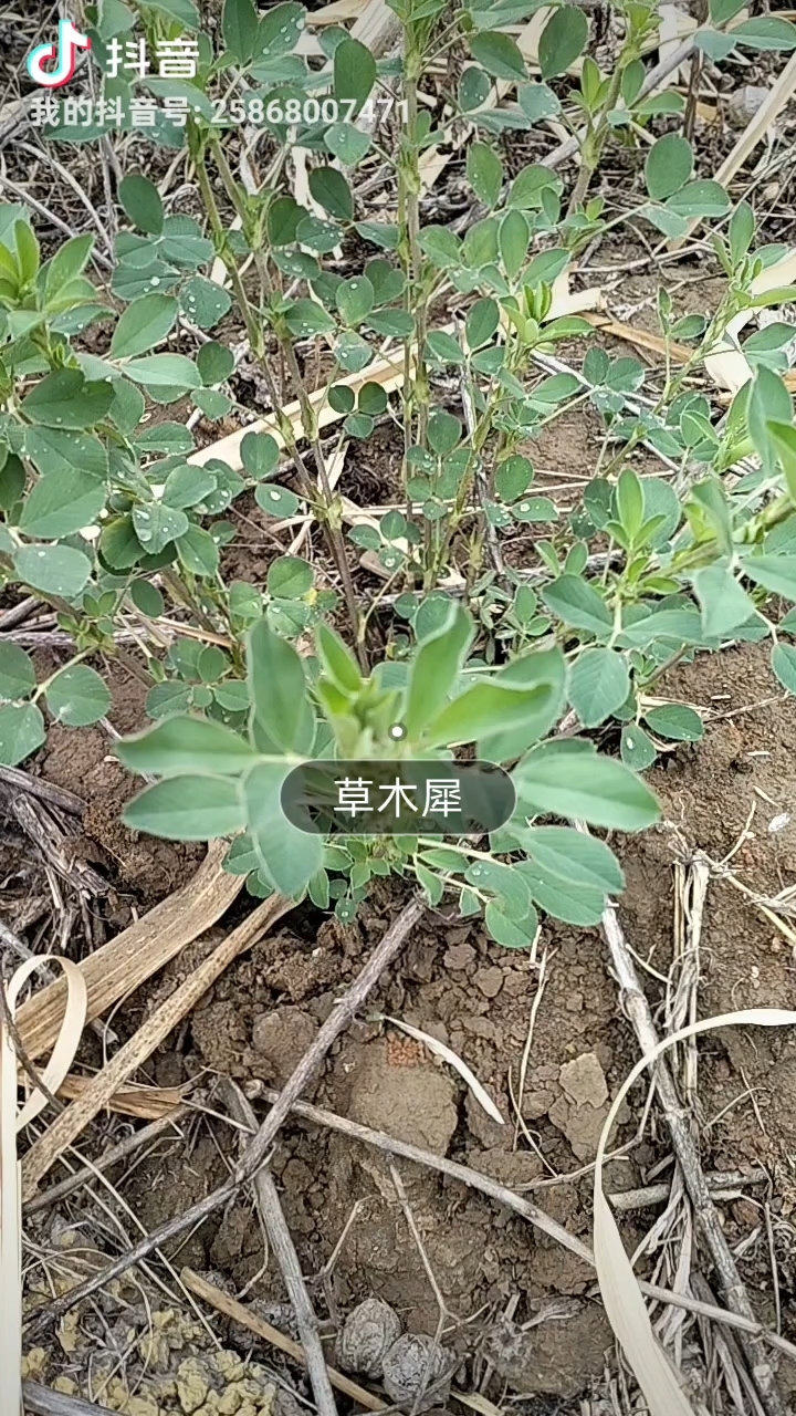 草木犀也叫草木樨,叶夹在书里古时叫芸香,是牧草也是一种中药材