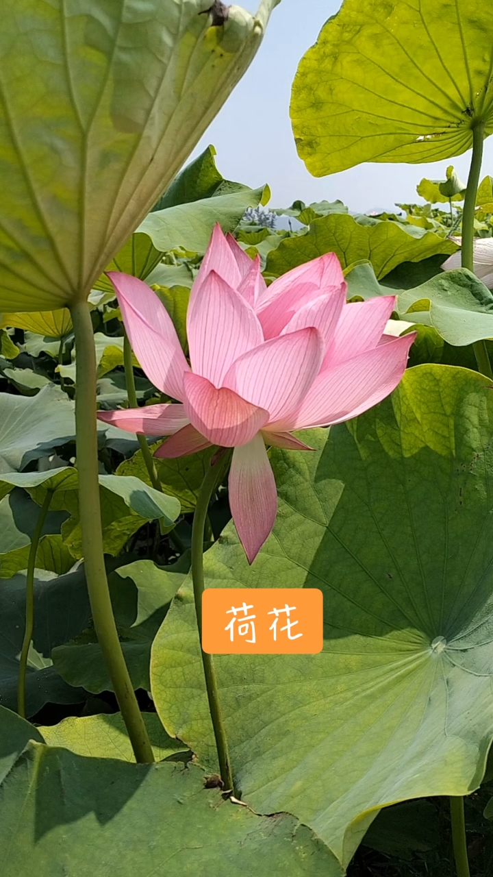 粉色的荷花清新优雅