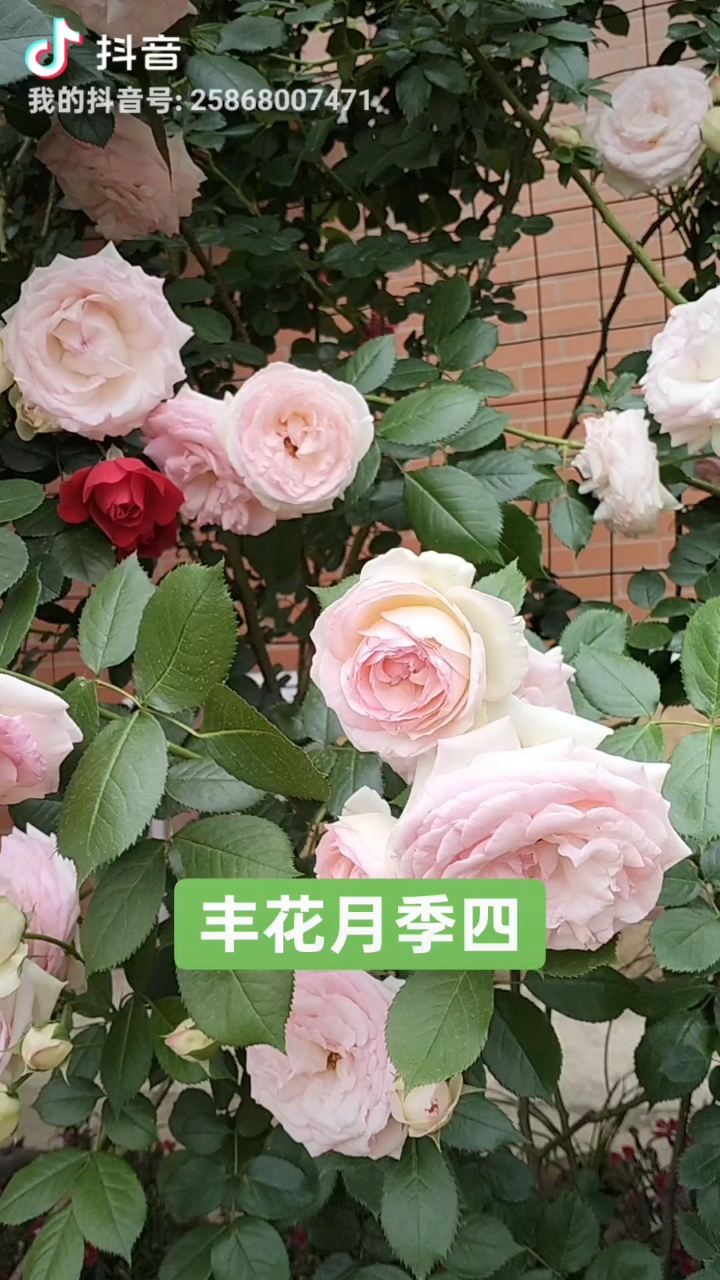 丰花月季四