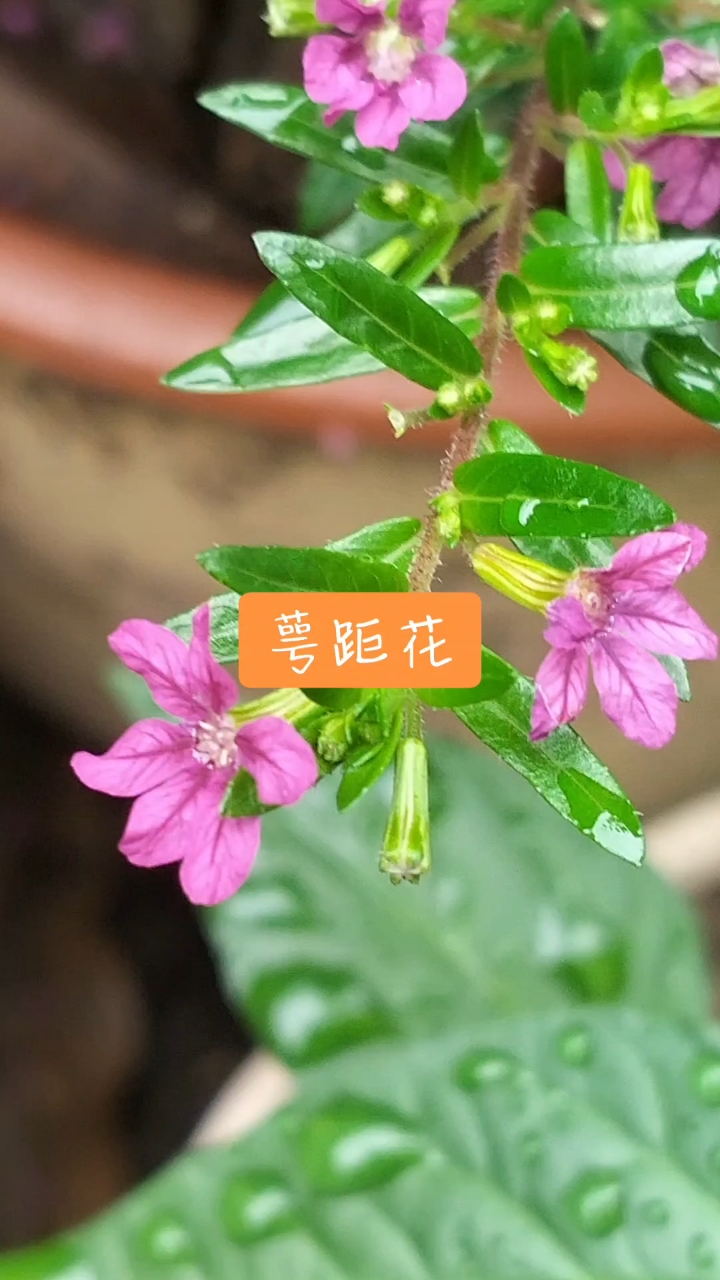 萼距花,花期长年不断,又名紫花满天星