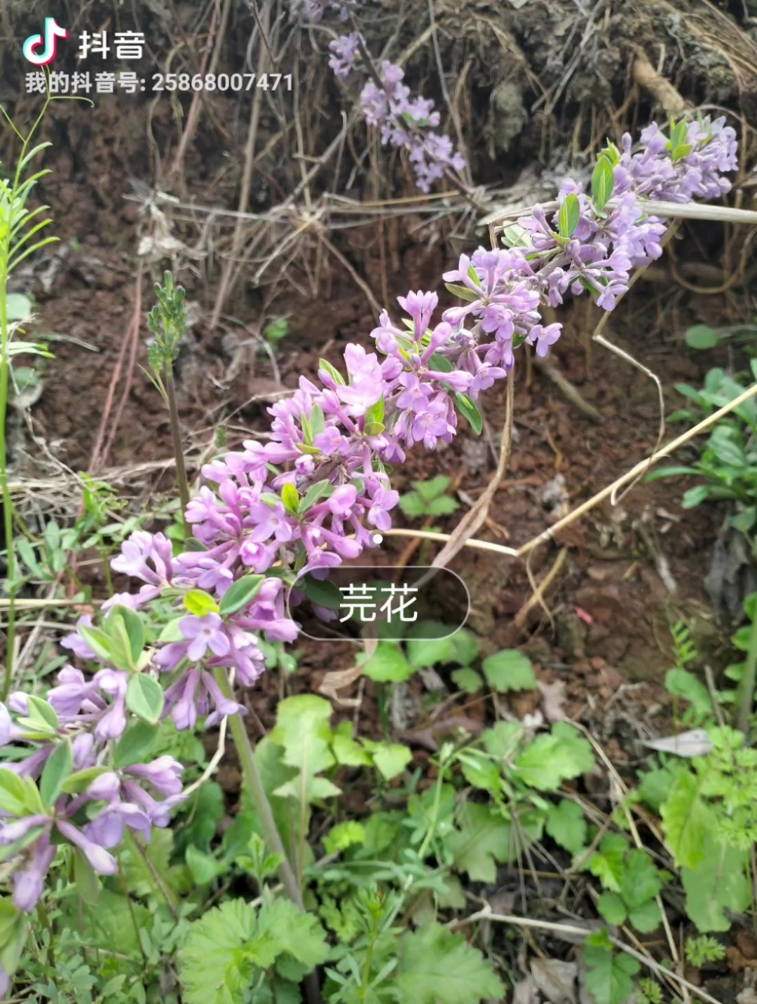 芫花又名醉鱼草,全株有毒,但亦可做中药材