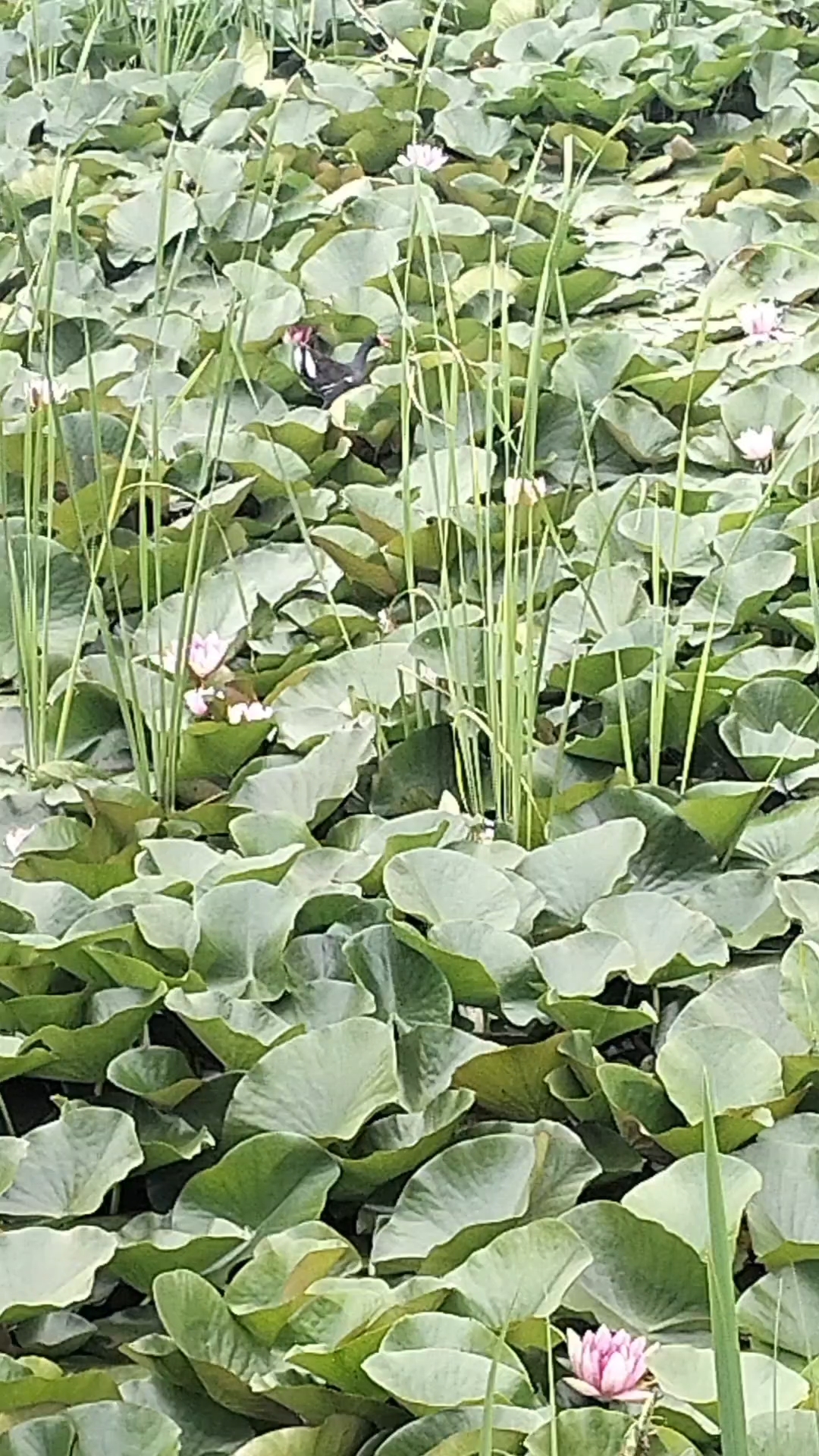 水鸟黑水鸡又叫冠水鸡,海陆空三栖,红嘴白屁股,很好认