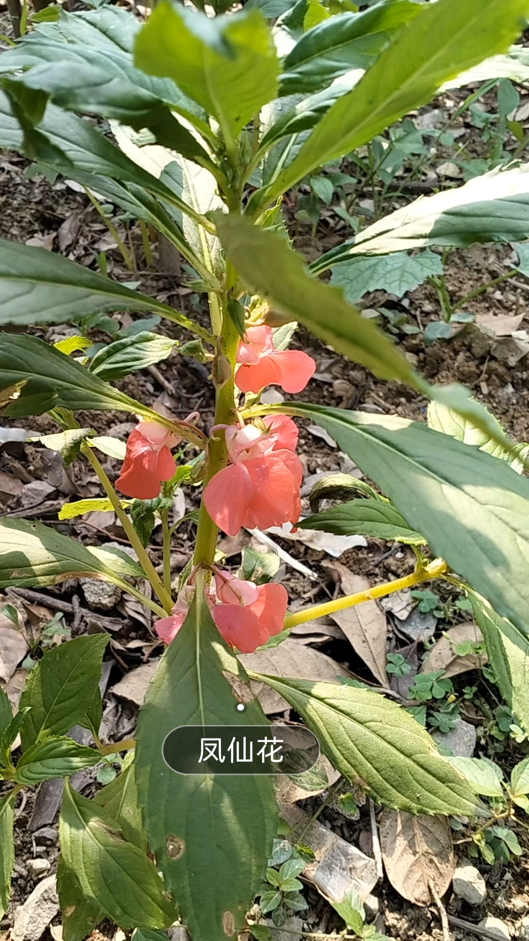 凤仙花又名小桃红指甲红,观赏和药用植物,花语别碰我