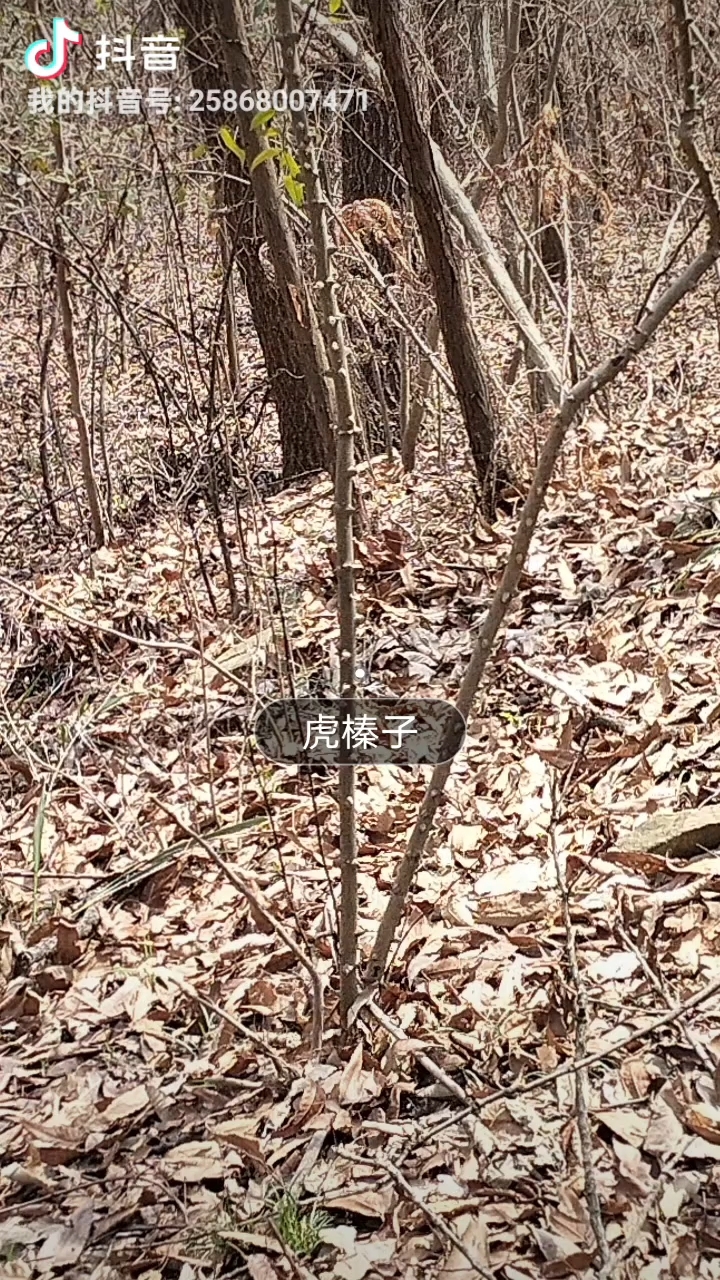 虎榛子,长于山林杂木林,种子含油,可制肥皂,也可食用