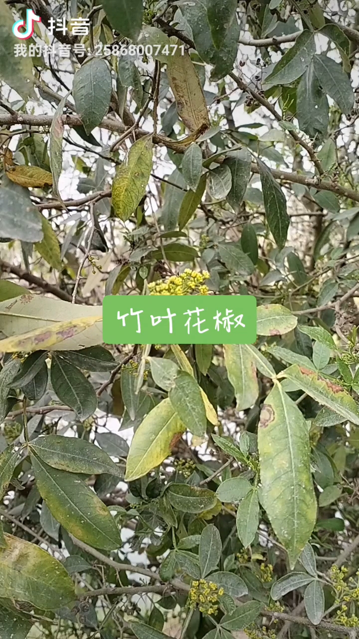 竹叶花椒,当然是调味品,比普通花椒更香更柔和