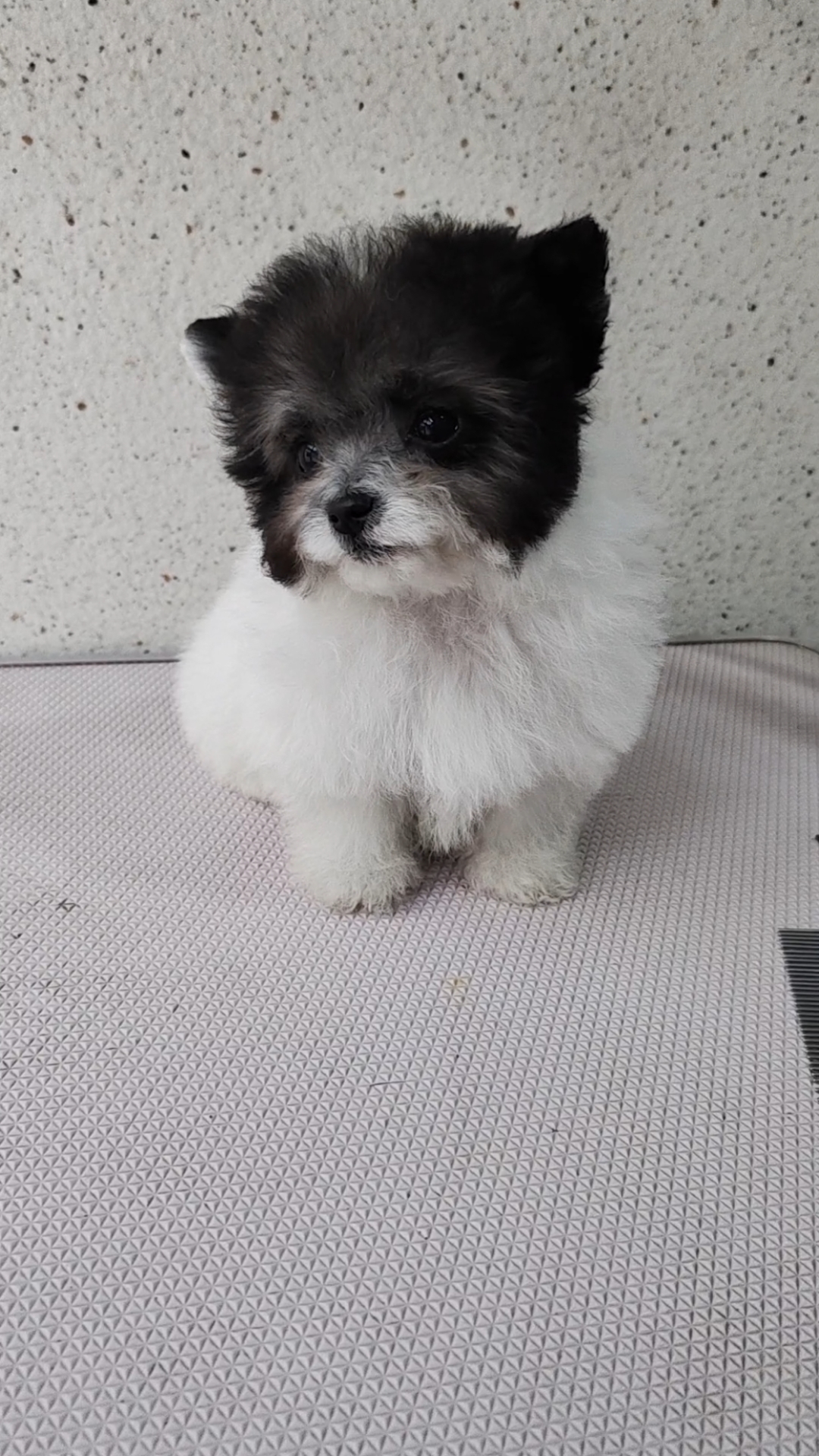 飞耳灰白花泰迪公包健康包小体或茶杯体自己家繁殖喜欢来