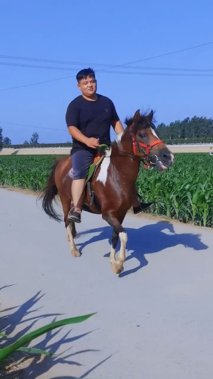 小矮马价格德宝矮马马驹骑乘马真马-度小视