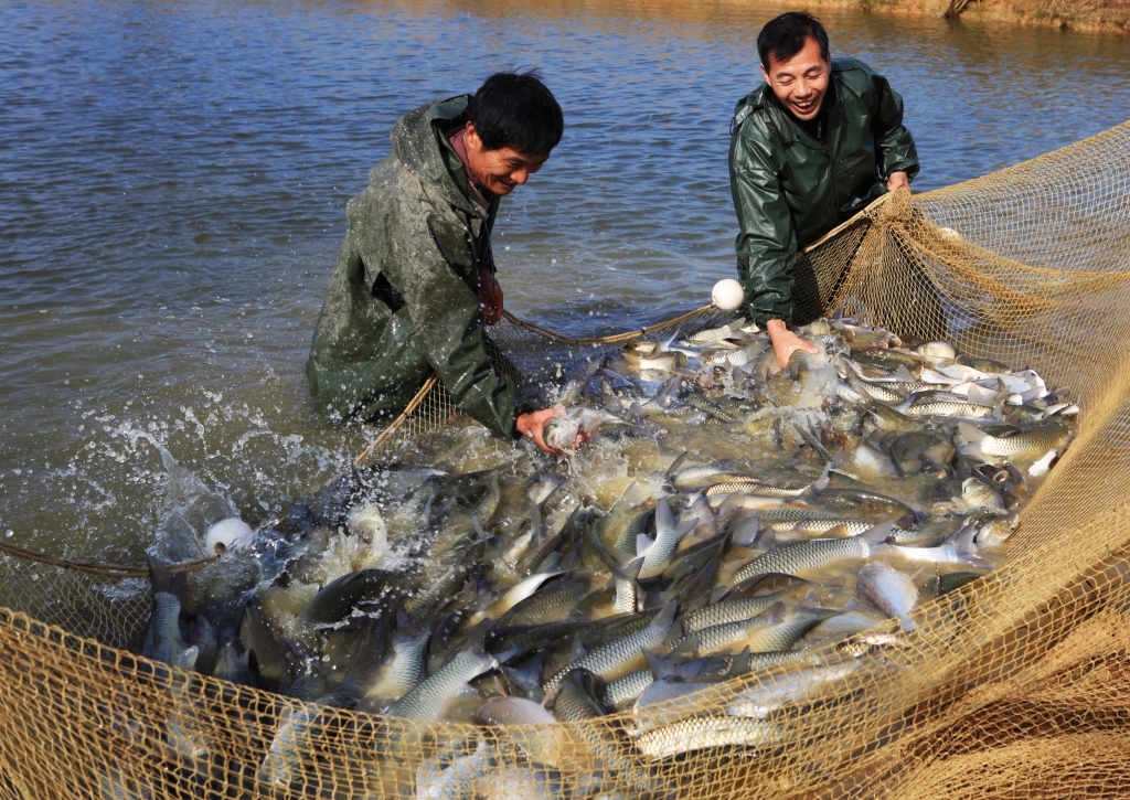 世贸组织《渔业补贴协定》,对发展中国家的影响