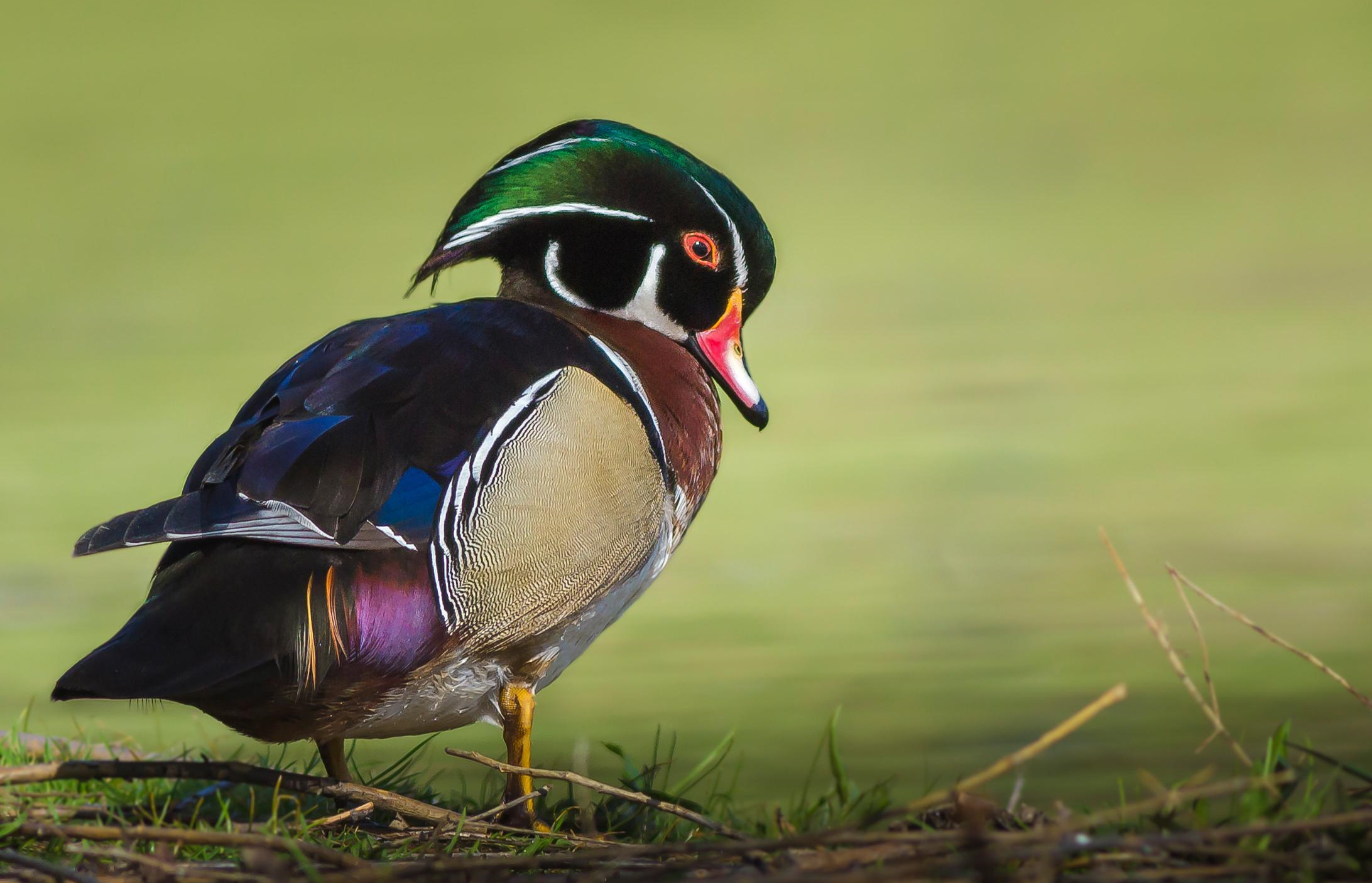 探秘:阿巴拉契亚山脉中的野生动物,悠闲的山地"居民"!