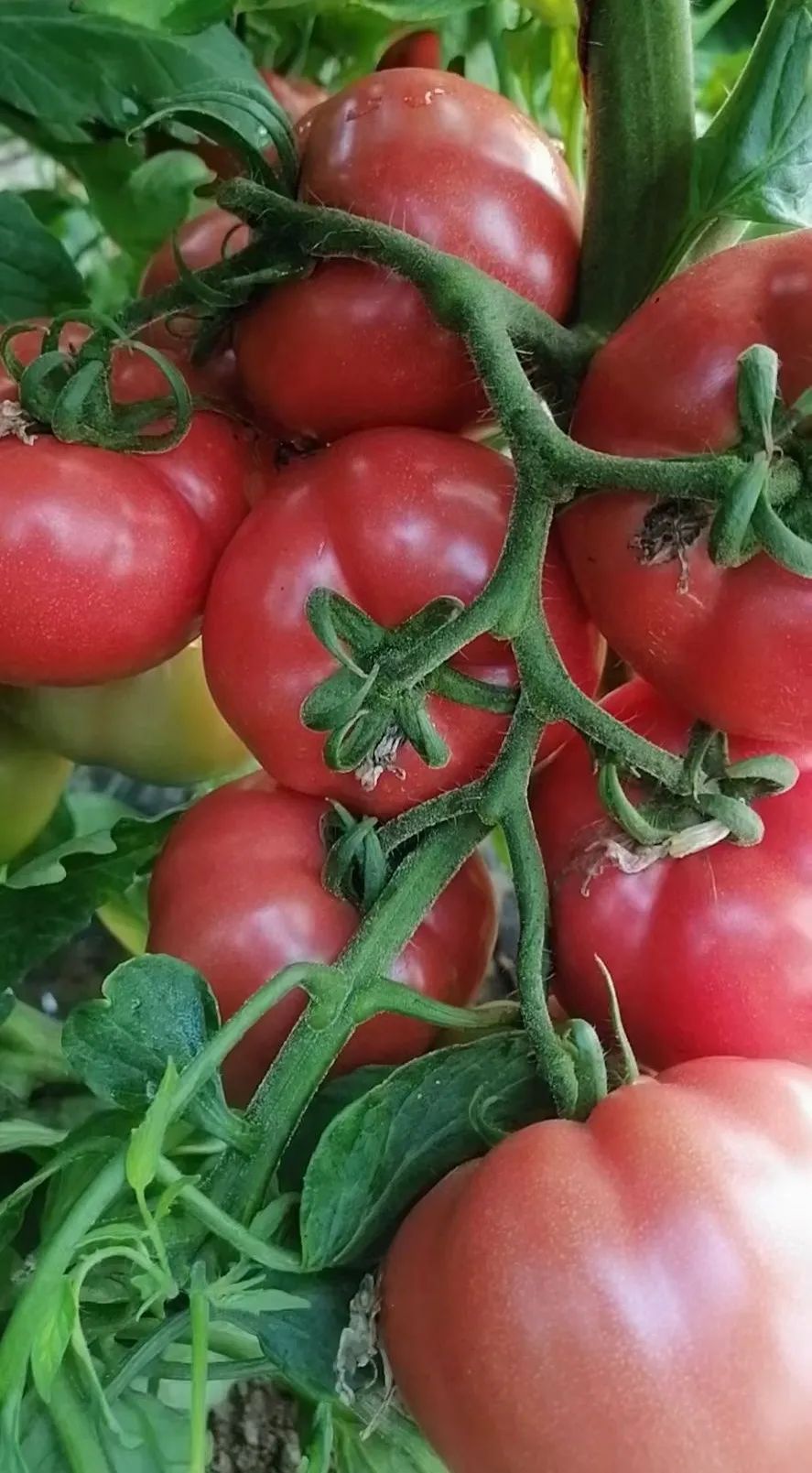 春天的第一口鲜连湖西红柿上市啦一定要尝尝