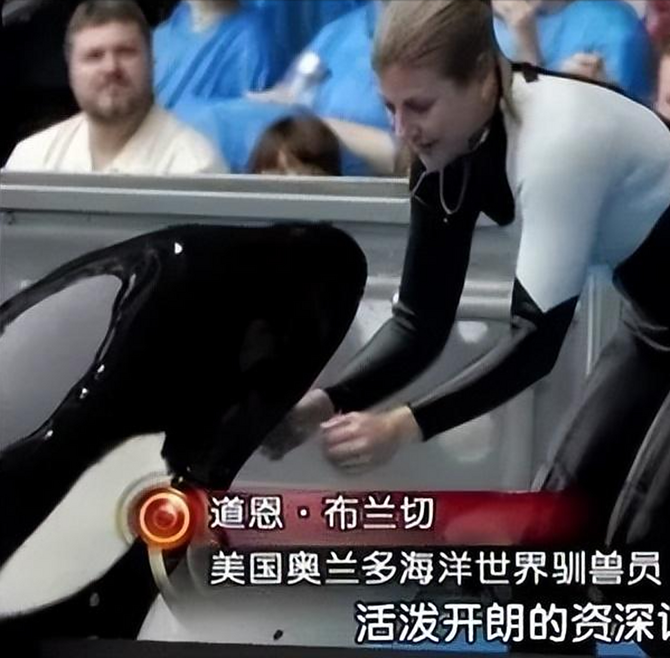 世界第一头杀人虎鲸提里库姆,来自美国.