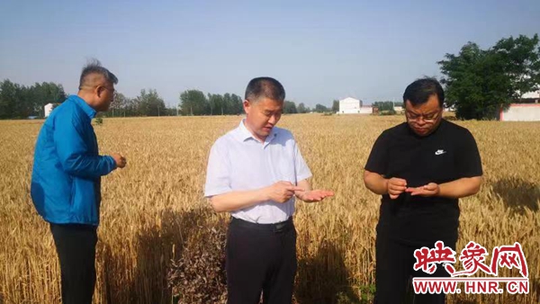 商丘市农业农村局党组书记孟伟调研"三夏"生产暨秸秆禁烧工作