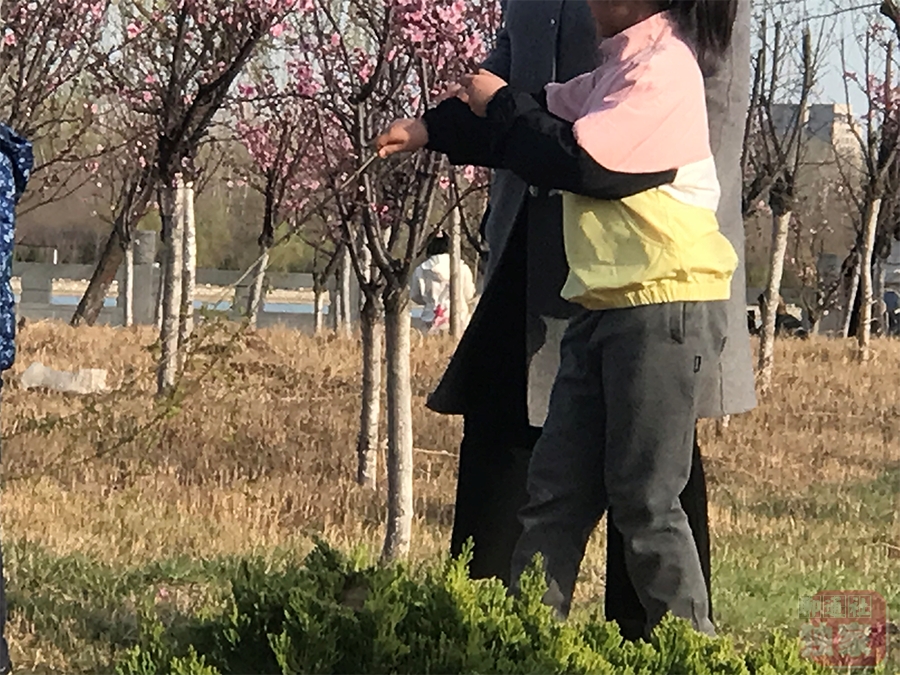 山东聊城:游客观光"放肆"折花枝,不文明行为被指煞风景