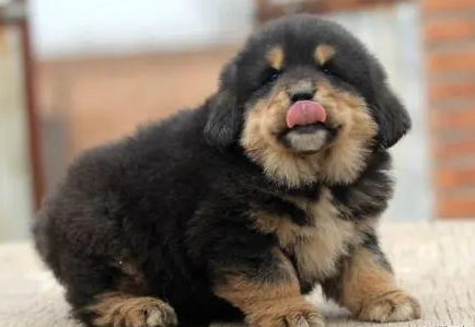 2007年,男子购买"藏獒"幼崽回家喂养,发现端倪后主动报警