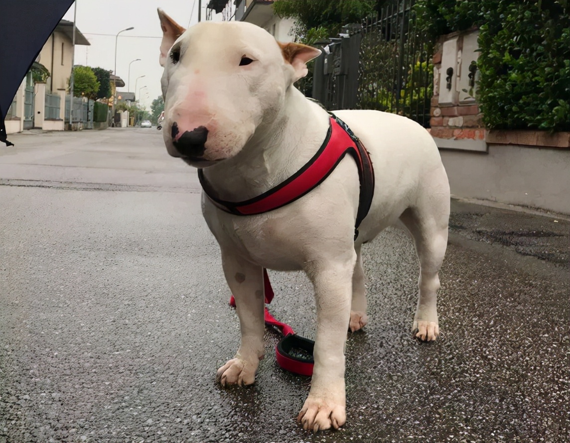 看似面善,实际战斗力爆棚的狗,有你家狗吗?