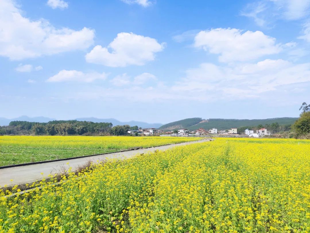 「在韶关过大年」重阳镇油菜花基地花开成海遍地金黄!颜值美爆了