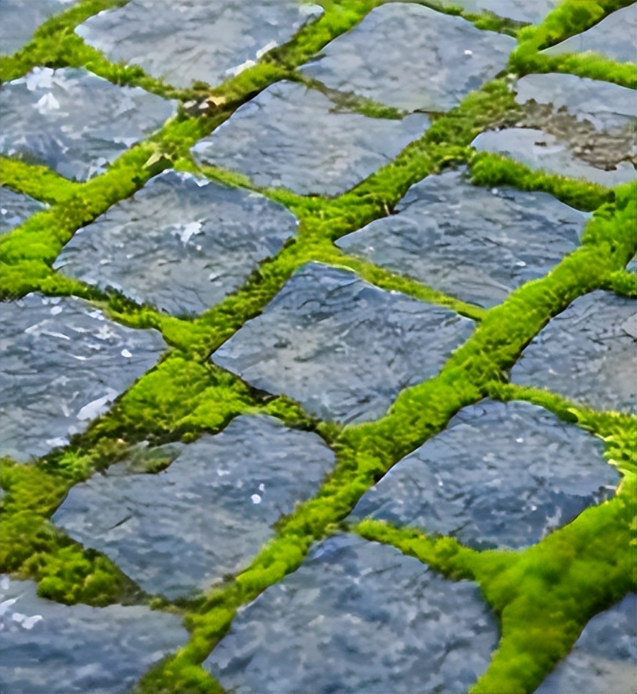 为什么花园地面经常长青苔?