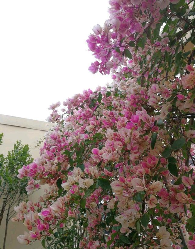 李阿姨仅用三年,就把一棵普通三角梅养成了"大花树",美不胜收