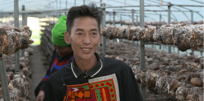 美姑县新桥镇:香菇种植助推乡村振兴