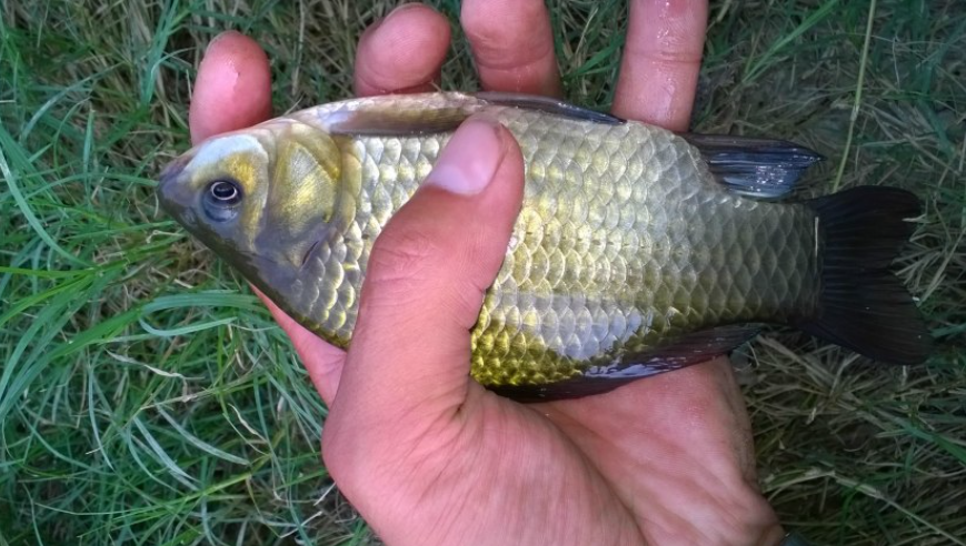 闷热天鱼不开口试试这几招,还不行的话,劝你趁早收竿