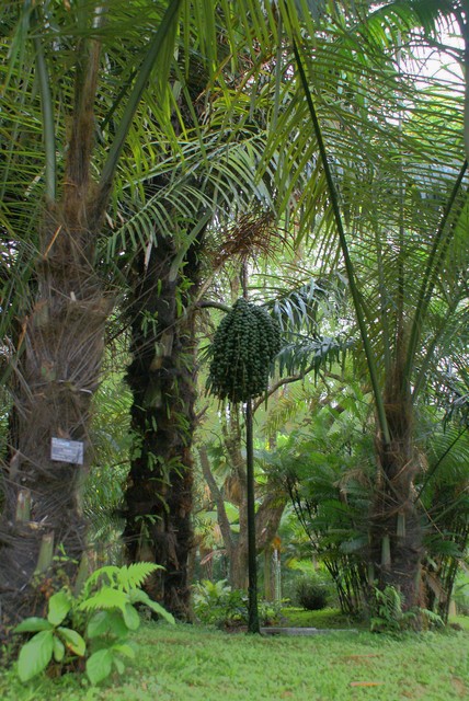 海南岛常见植物品种,出生在北方的你,有认识的吗?