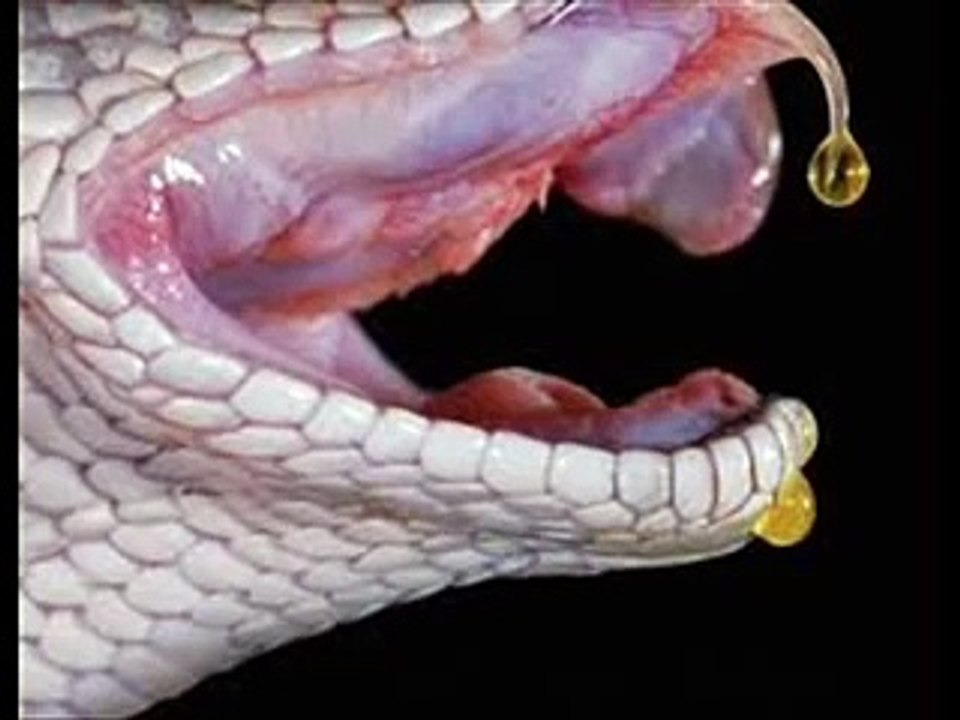 平头哥被剧毒蛇咬了睡一觉就行?这一觉可能就醒不过来了!