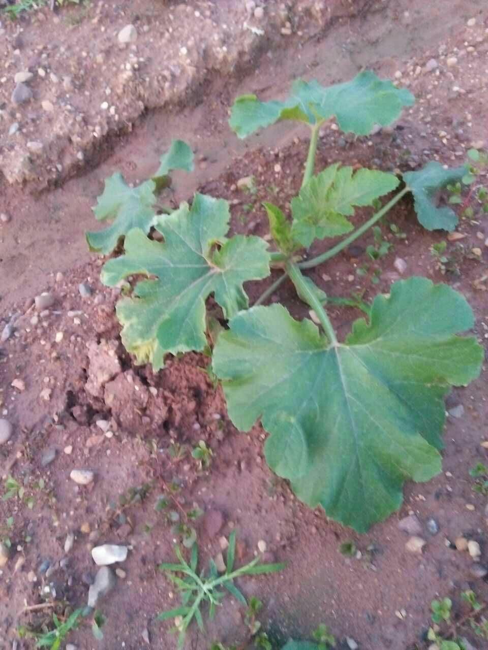 在家里种西葫芦是什么体验?从育苗到收获,轻松种植西葫芦