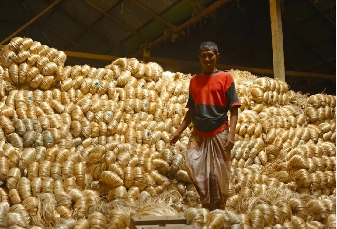 中国很少人种的黄麻,为啥在印度被大量种植?他们要黄麻有啥用?
