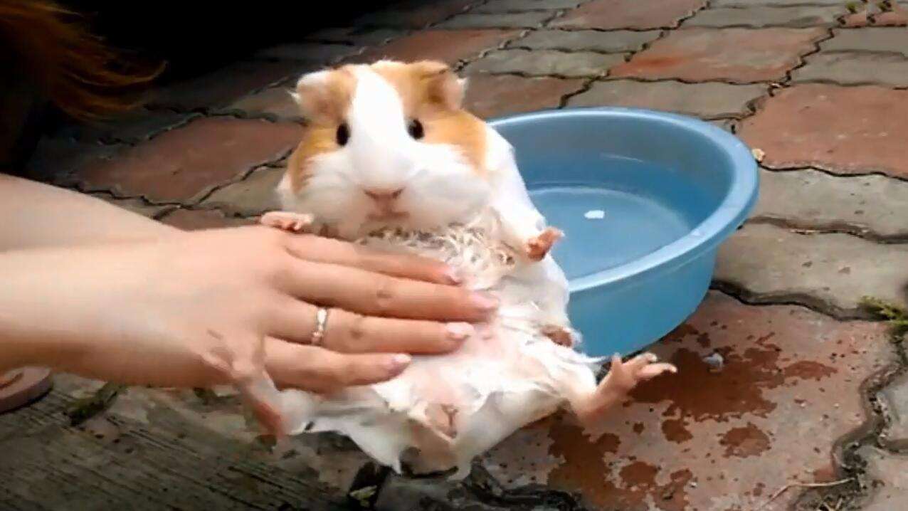 为什么用水给仓鼠洗澡,它会活不久?答案出乎你的意料!